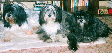 Camey a Kinder Biffo und Barby M-V Kmecovi